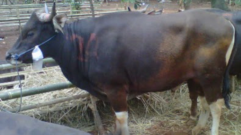 Detail Gambar Sapi Bali Nomer 22