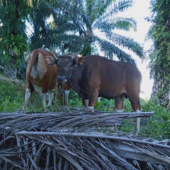 Detail Gambar Sapi Bali Nomer 27