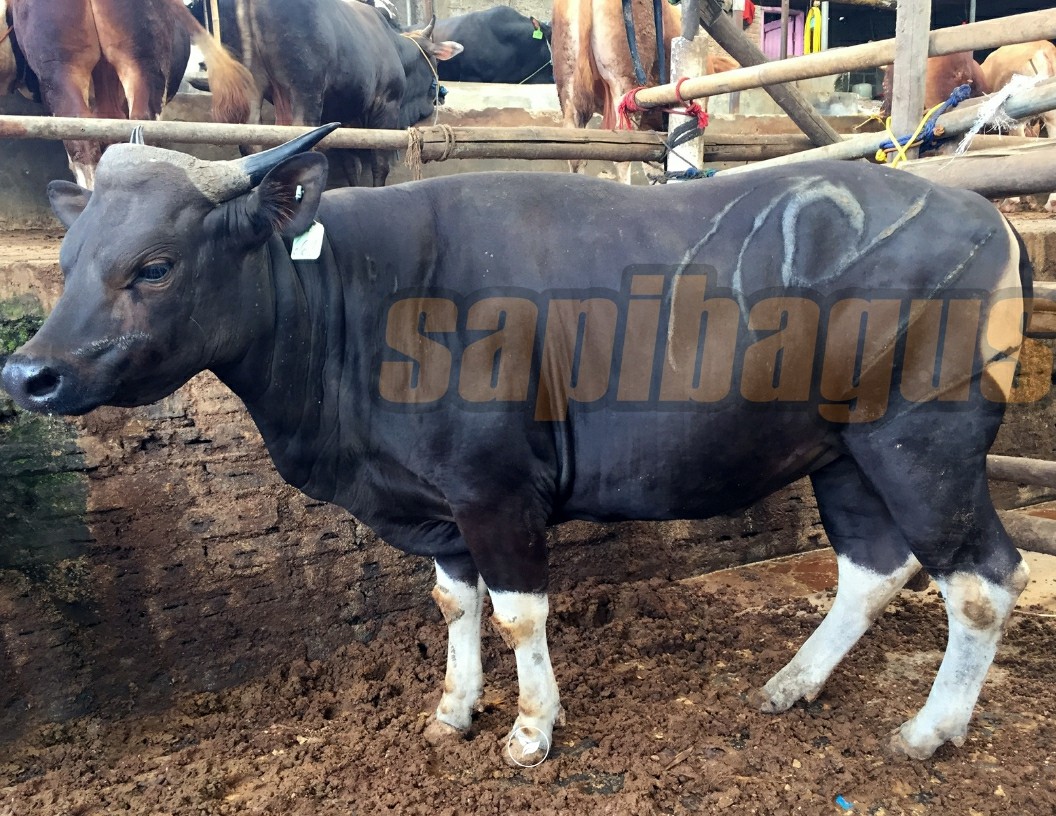 Detail Gambar Sapi Bali Nomer 45