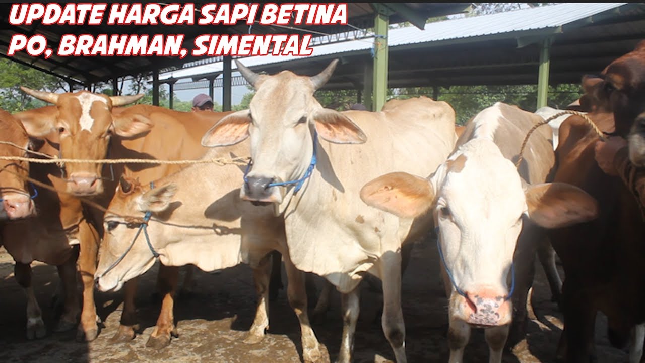 Detail Gambar Sapi Betina Nomer 39