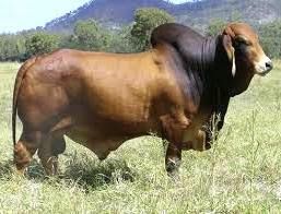 Gambar Sapi Brahman - KibrisPDR