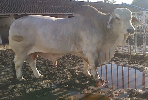 Detail Gambar Sapi Brahman Nomer 16