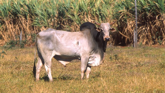 Detail Gambar Sapi Brahman Nomer 19