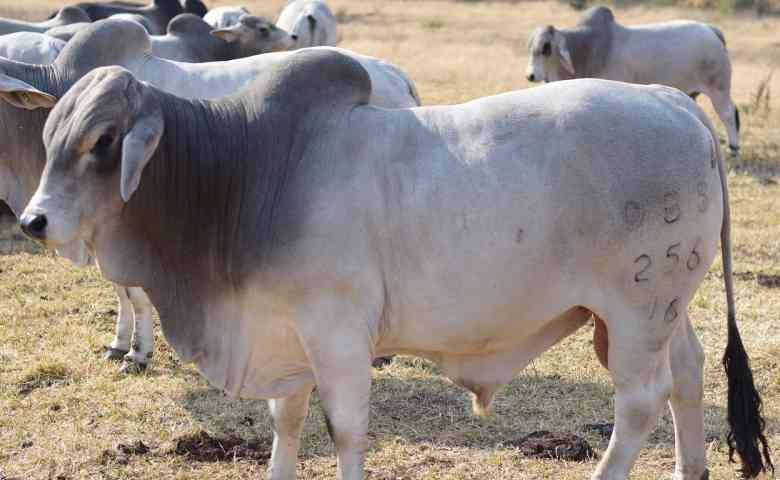 Detail Gambar Sapi Brahman Nomer 20