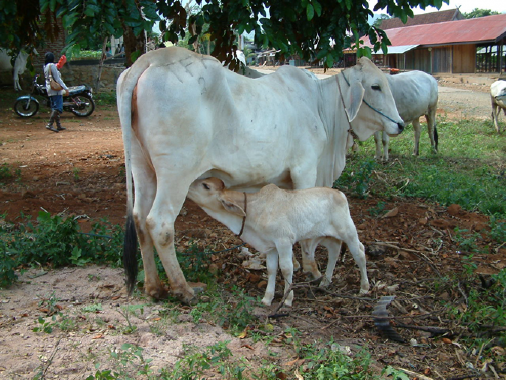 Detail Gambar Sapi Brahman Nomer 21