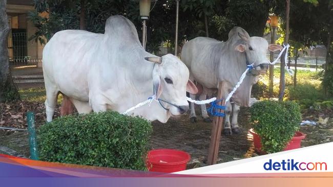 Detail Gambar Sapi Brahman Nomer 23