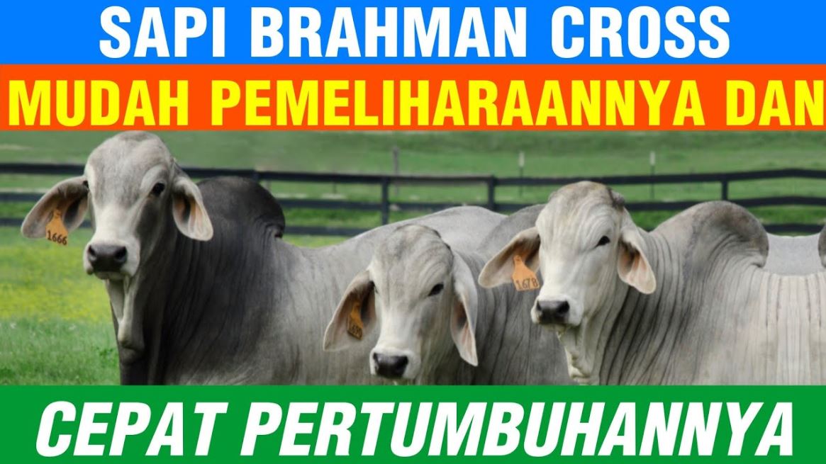 Detail Gambar Sapi Brahman Nomer 33