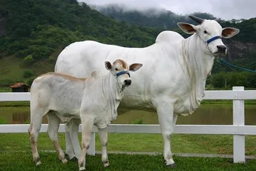 Detail Gambar Sapi Brahman Nomer 37