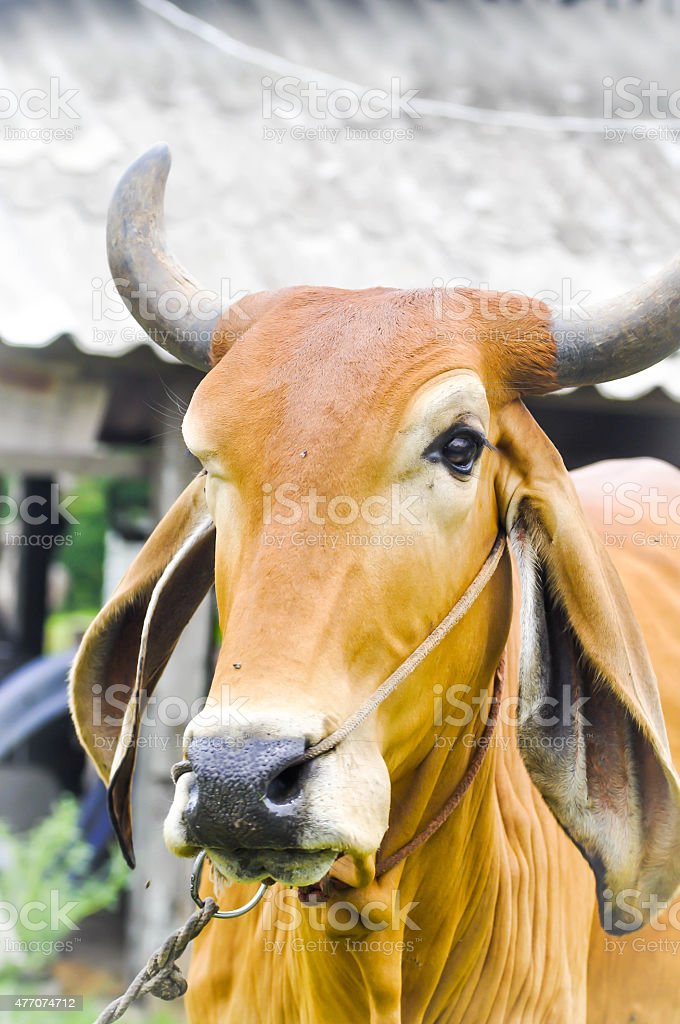 Detail Gambar Sapi Brahman Nomer 48