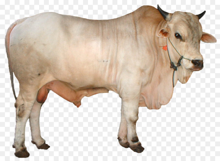 Detail Gambar Sapi Brahman Nomer 52