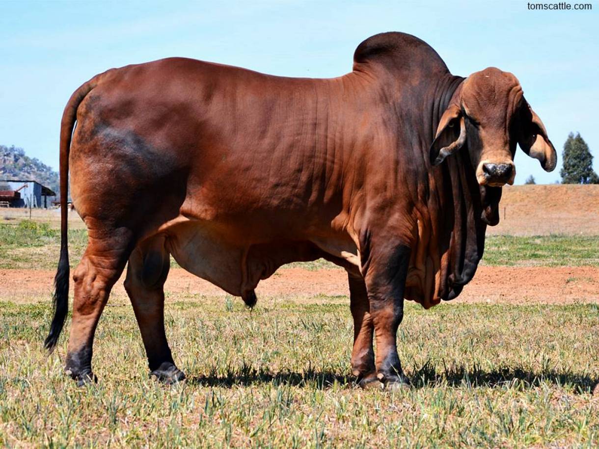 Gambar Sapi Brahman Jantan - KibrisPDR