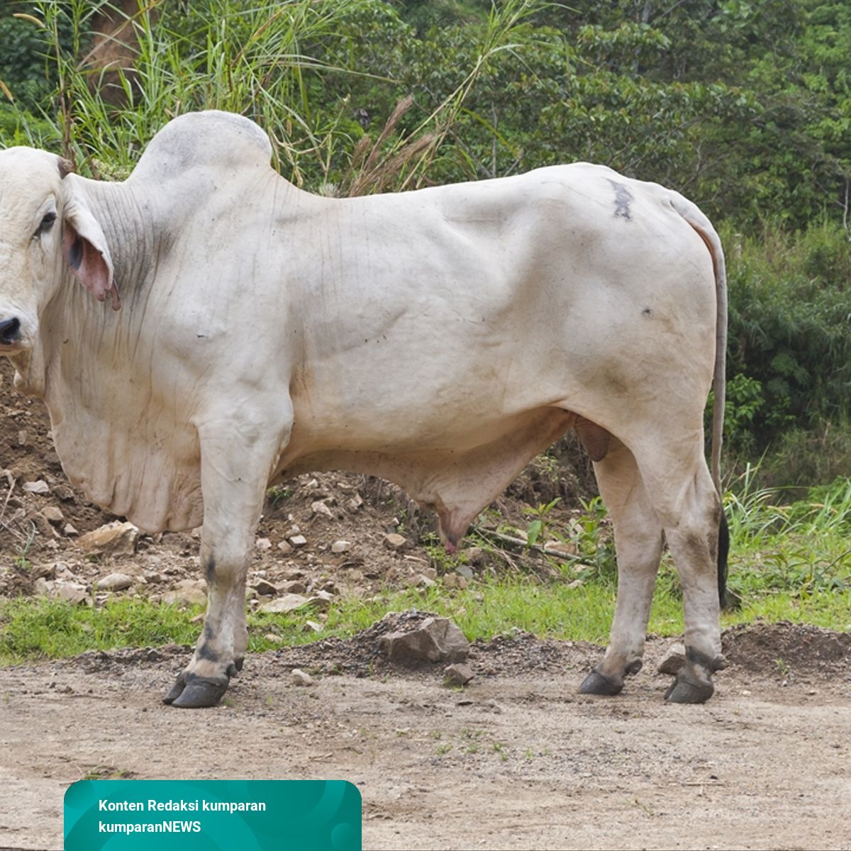 Detail Gambar Sapi Brahman Jantan Nomer 2