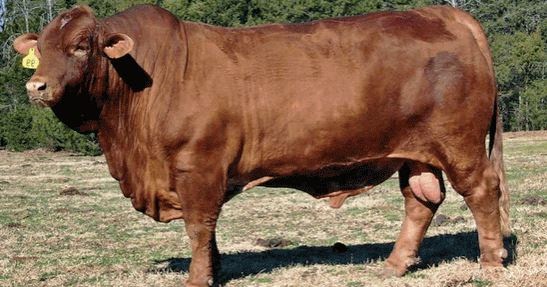 Detail Gambar Sapi Brahman Jantan Nomer 10