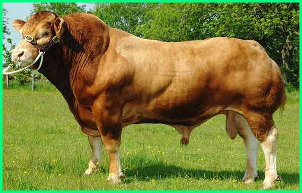 Detail Gambar Sapi Brahman Jantan Nomer 11