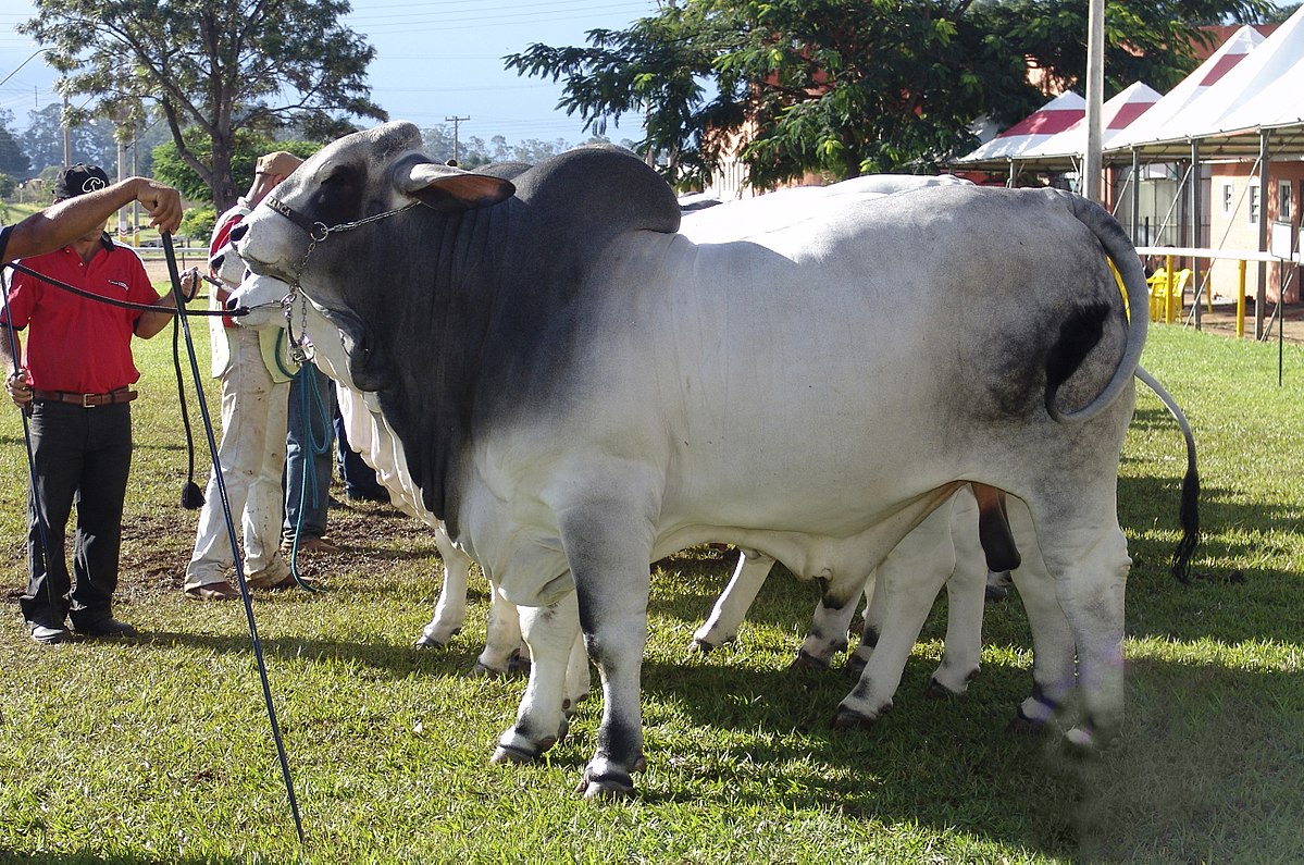 Detail Gambar Sapi Brahman Jantan Nomer 12