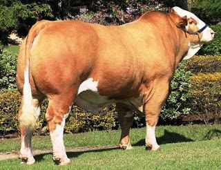 Detail Gambar Sapi Brahman Jantan Nomer 14