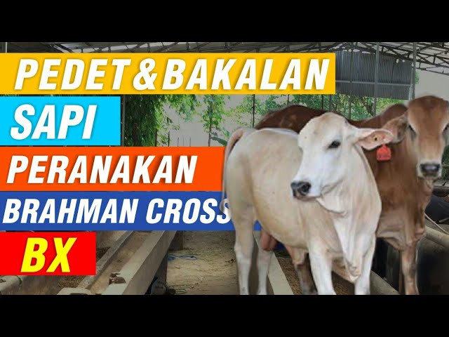 Detail Gambar Sapi Brahman Jantan Nomer 15