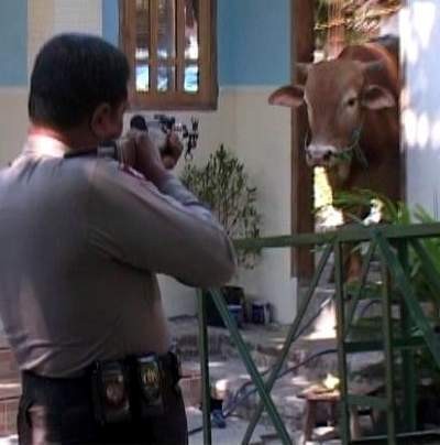 Detail Gambar Sapi Brahman Jantan Nomer 16