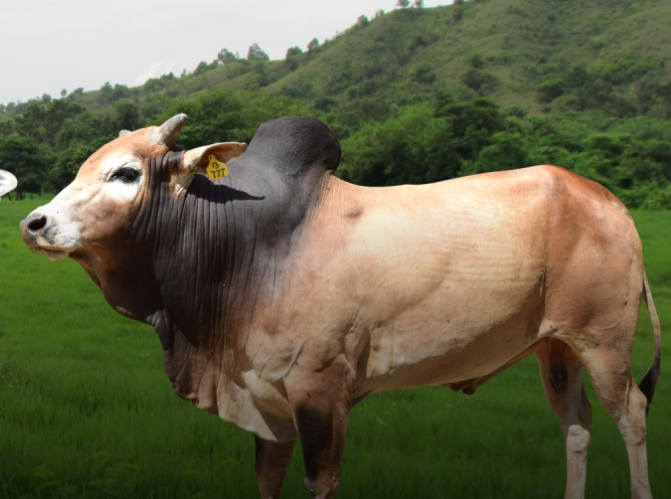 Detail Gambar Sapi Brahman Jantan Nomer 17