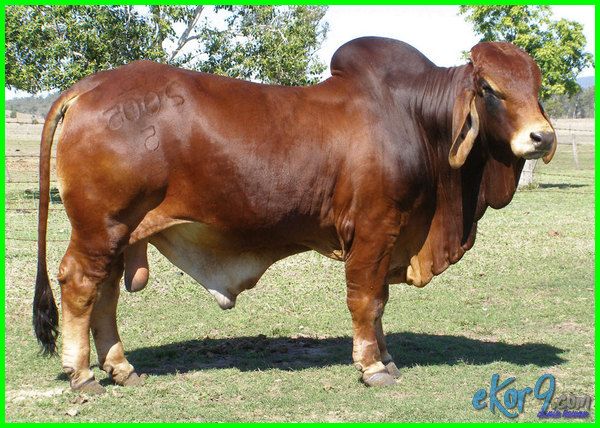 Detail Gambar Sapi Brahman Jantan Nomer 3