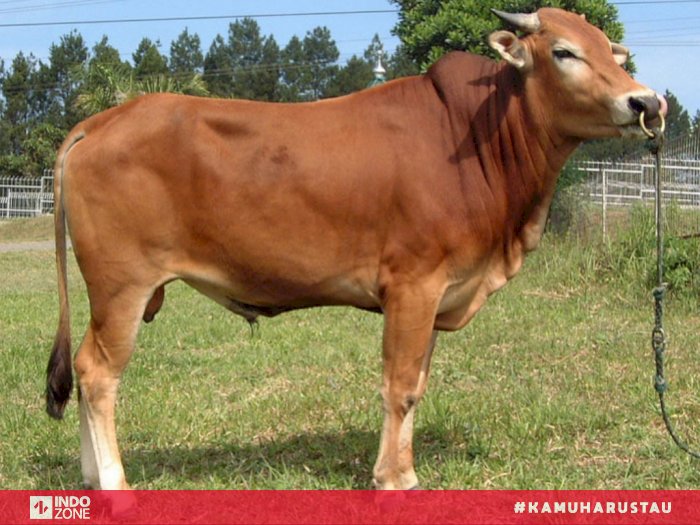 Detail Gambar Sapi Brahman Jantan Nomer 18