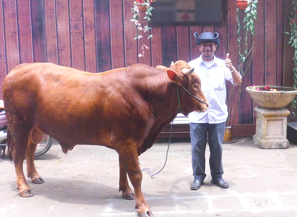 Detail Gambar Sapi Brahman Jantan Nomer 19