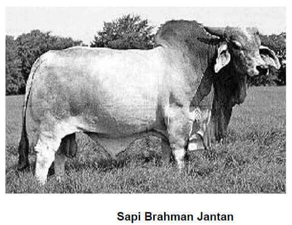 Detail Gambar Sapi Brahman Jantan Nomer 20