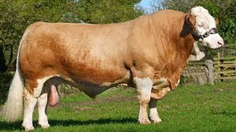 Detail Gambar Sapi Brahman Jantan Nomer 21