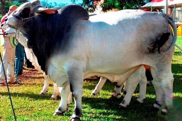 Detail Gambar Sapi Brahman Jantan Nomer 22