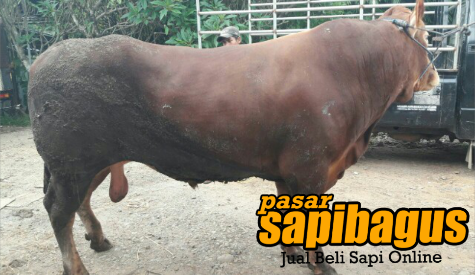 Detail Gambar Sapi Brahman Jantan Nomer 25
