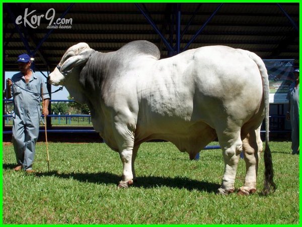 Detail Gambar Sapi Brahman Jantan Nomer 4