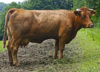 Detail Gambar Sapi Brahman Jantan Nomer 28