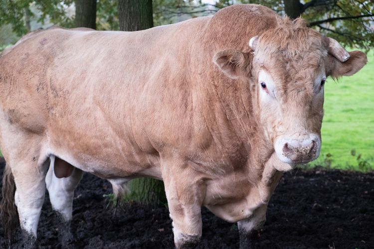 Detail Gambar Sapi Brahman Jantan Nomer 29
