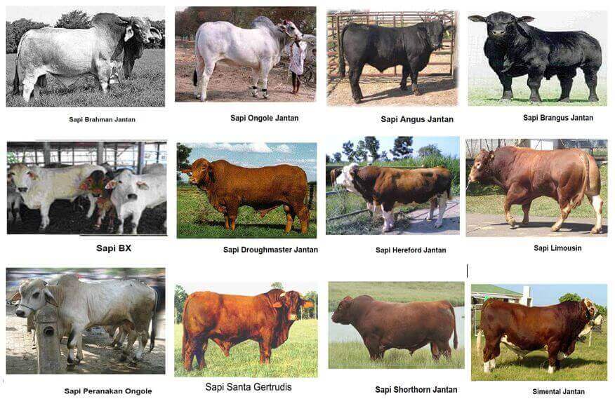 Detail Gambar Sapi Brahman Jantan Nomer 30