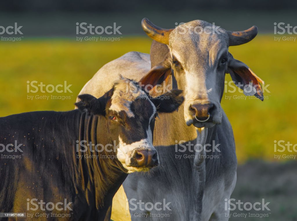 Detail Gambar Sapi Brahman Jantan Nomer 31