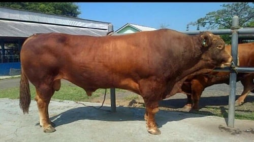 Detail Gambar Sapi Brahman Jantan Nomer 32