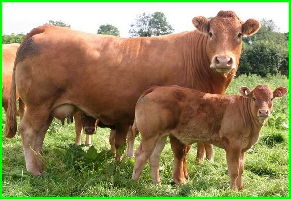 Detail Gambar Sapi Brahman Jantan Nomer 35