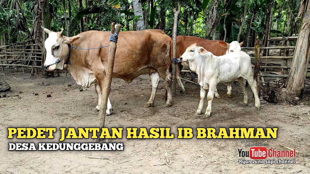 Detail Gambar Sapi Brahman Jantan Nomer 36