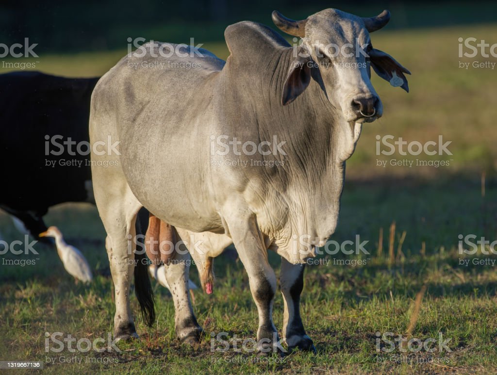 Detail Gambar Sapi Brahman Jantan Nomer 37