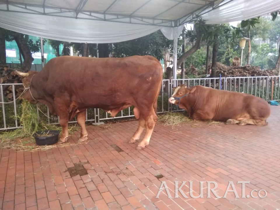Detail Gambar Sapi Brahman Jantan Nomer 39
