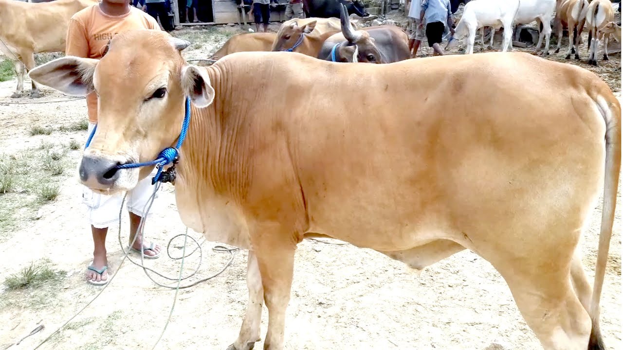 Detail Gambar Sapi Brahman Jantan Nomer 41