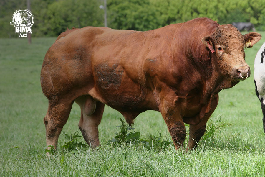 Detail Gambar Sapi Brahman Jantan Nomer 42