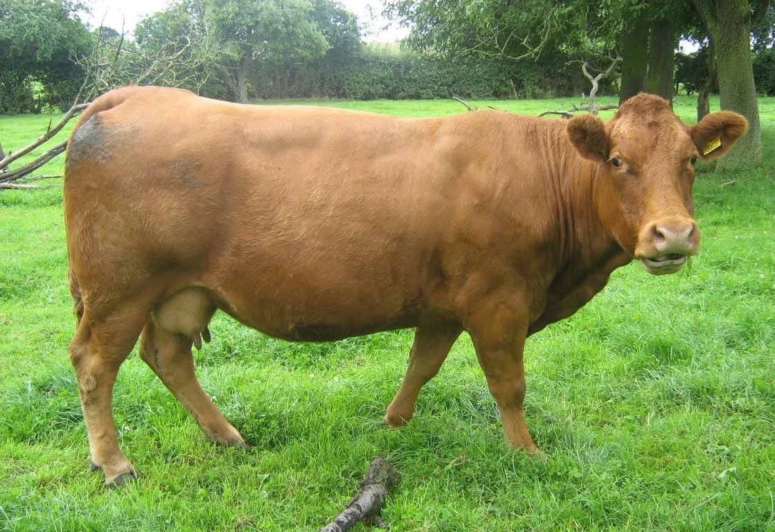 Detail Gambar Sapi Brahman Jantan Nomer 44