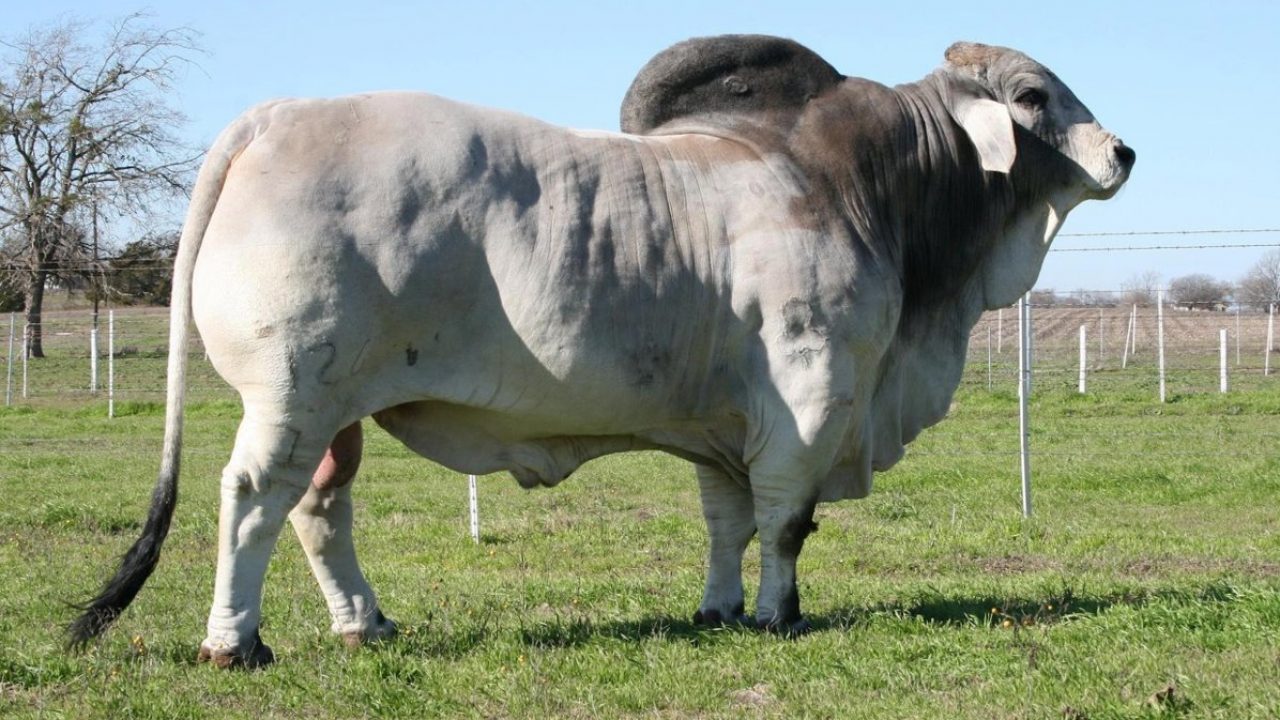 Detail Gambar Sapi Brahman Jantan Nomer 5