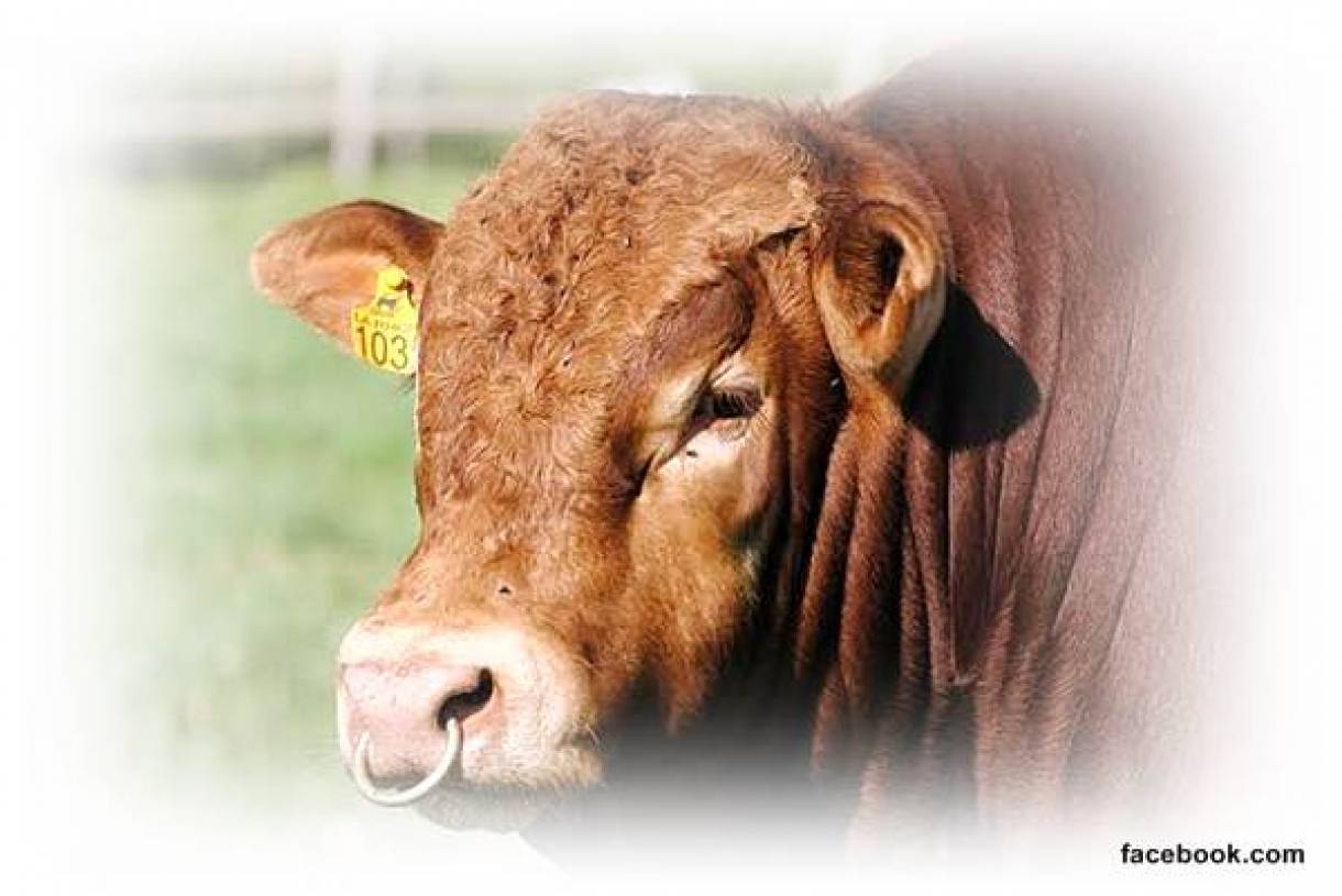 Detail Gambar Sapi Brahman Jantan Nomer 45