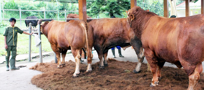 Detail Gambar Sapi Brahman Jantan Nomer 46