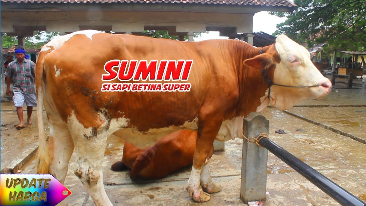 Detail Gambar Sapi Brahman Jantan Nomer 47