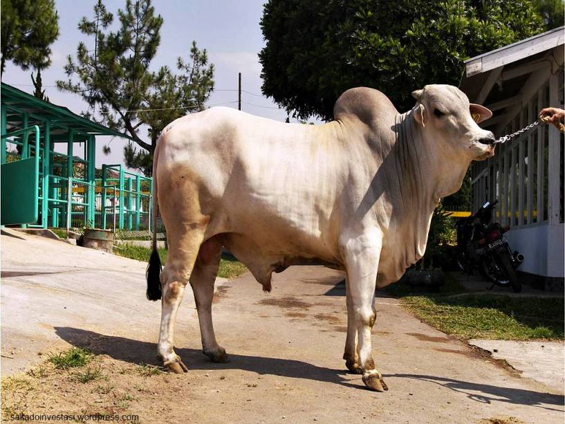 Detail Gambar Sapi Brahman Jantan Nomer 48