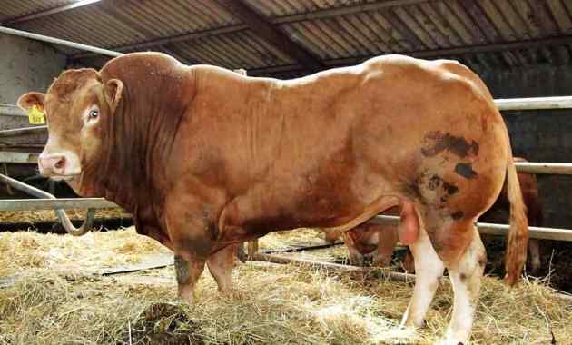 Detail Gambar Sapi Brahman Jantan Nomer 49