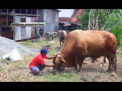 Detail Gambar Sapi Brahman Jantan Nomer 51